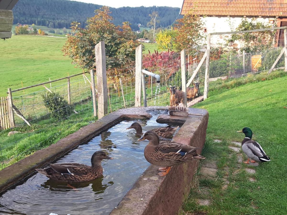 Ferienhof Kienbronnerhof Schiltach Eksteriør bilde